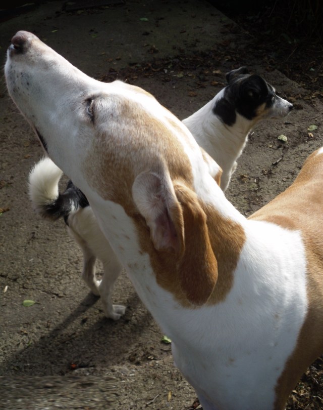 chica-u-campa-01-10-2016-b