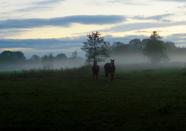 herbstnebel-21-10-2016-f