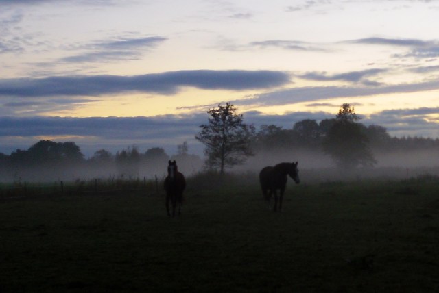herbstnebel-21-10-2016-g