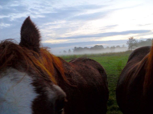 herbstnebel-21-10-2016-h