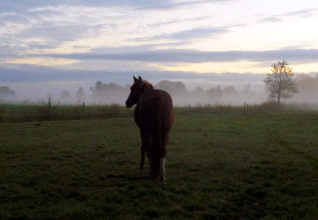 herbstnebel-21-10-2016-j