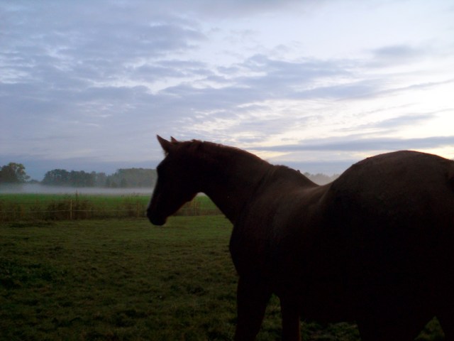 herbstnebel-21-10-2016-l