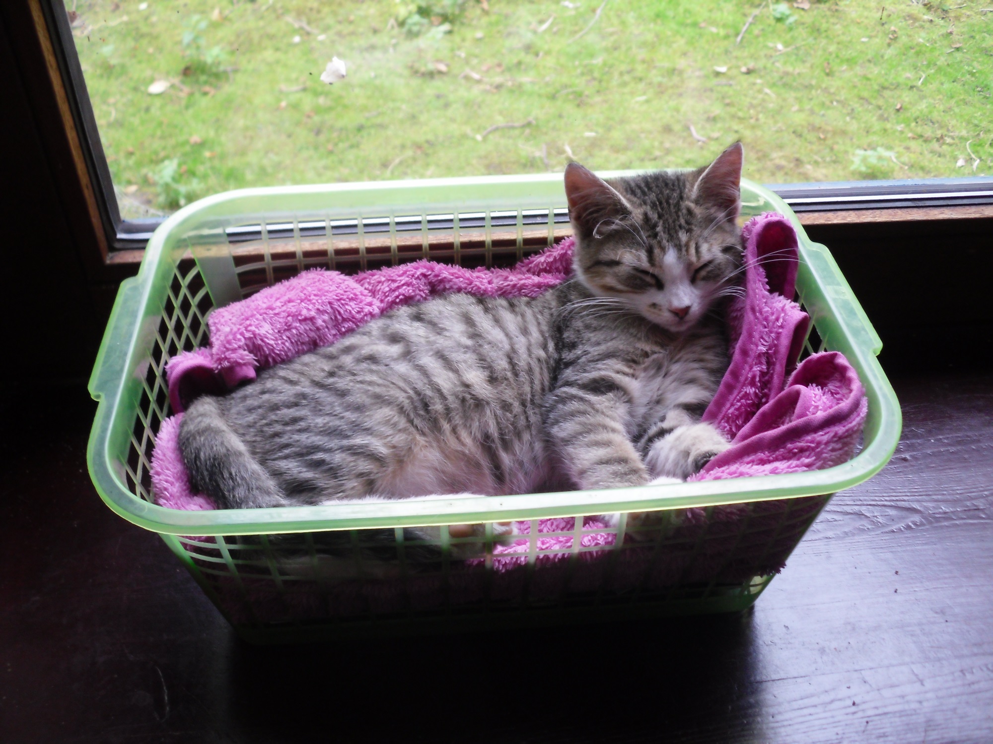 luzy-ablage-19-10-2016-b