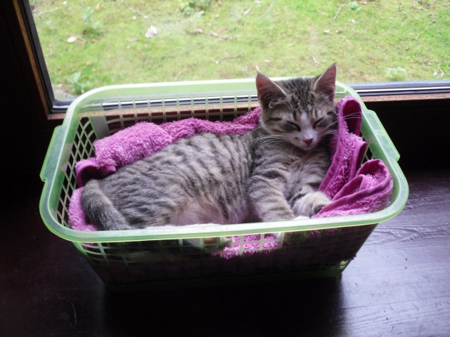 luzy-ablage-19-10-2016-b