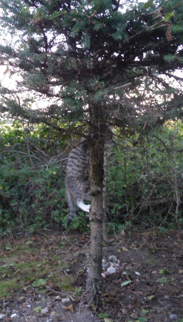 luzy-i-d-tanne-05-10-2016-a