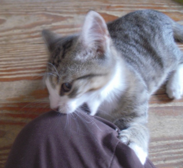 luzy-knie-21-10-2016-a