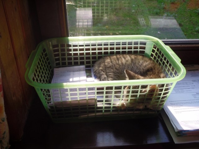 luzy-korb-17-09-2016-c