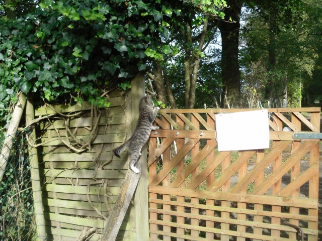 luzy-tor-01-10-2016-a