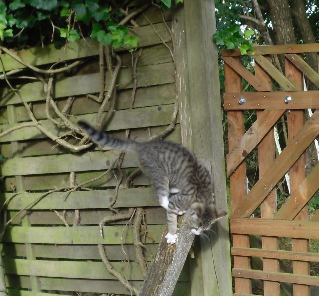 luzy-tor-01-10-2016-b