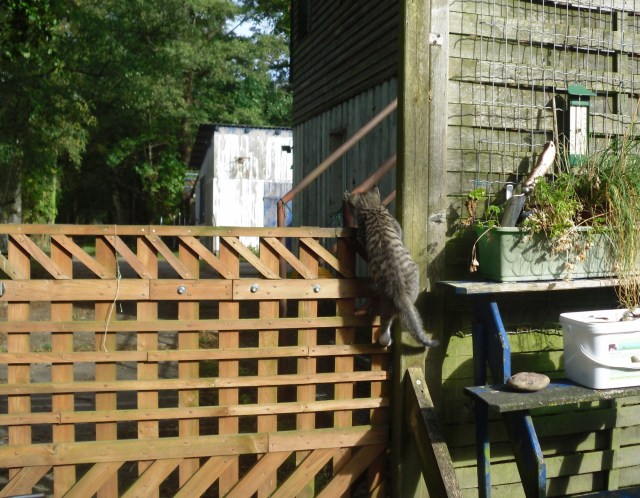 luzy-tor-01-10-2016-c