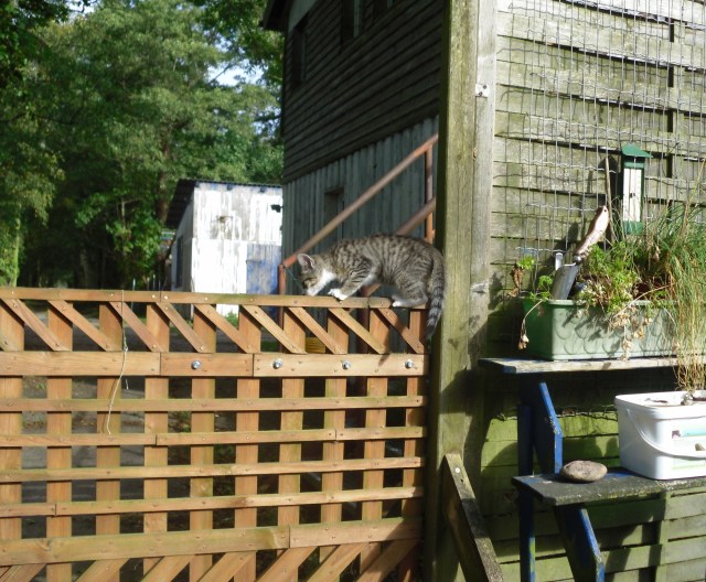 luzy-tor-01-10-2016-e