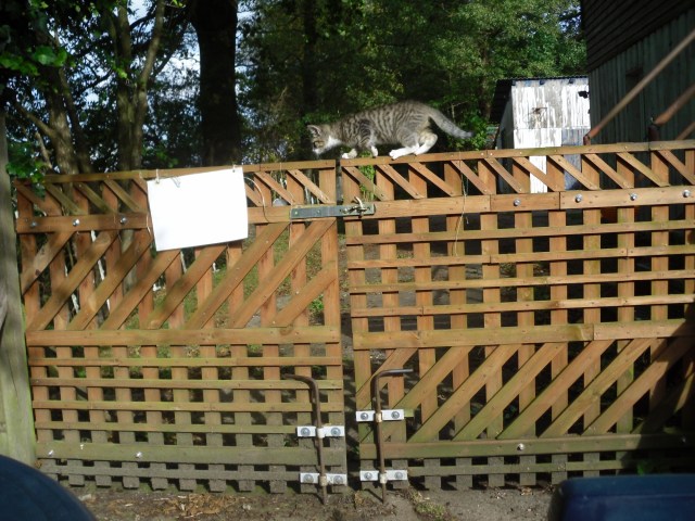 luzy-tor-01-10-2016-g