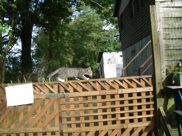 luzy-tor-01-10-2016-m