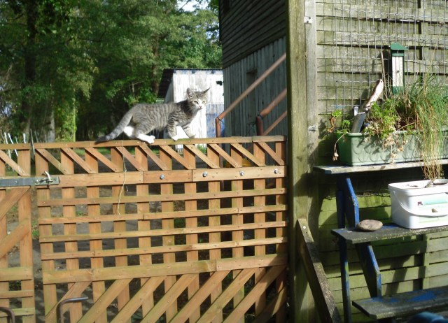 luzy-tor-01-10-2016-n