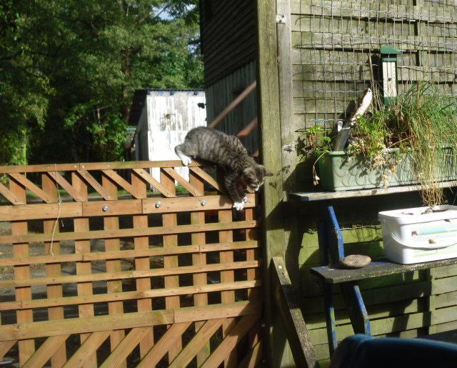 luzy-tor-01-10-2016-o