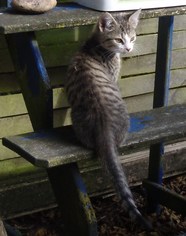 luzy-treppe-01-10-2016-b