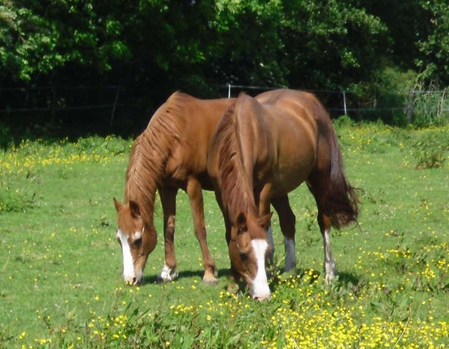 miranda-und-bachus-sommer-2014