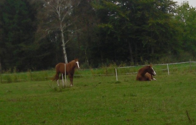 pferde-schlafen-15-10-2016-a