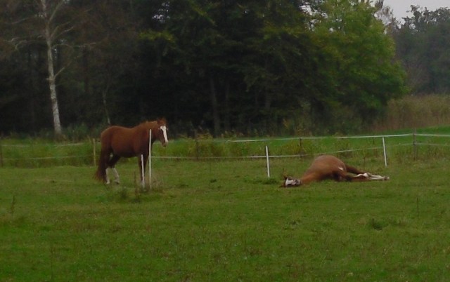 pferde-schlafen-15-10-2016-c