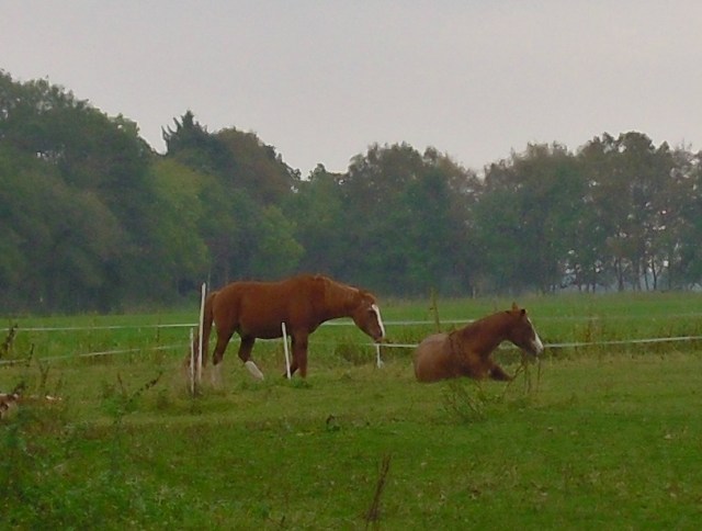 pferde-schlafen-15-10-2016-f