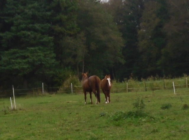 pferde-schlafen-15-10-2016-h