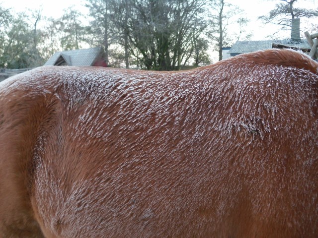 bachus-puderzucker-09-11-2016-c