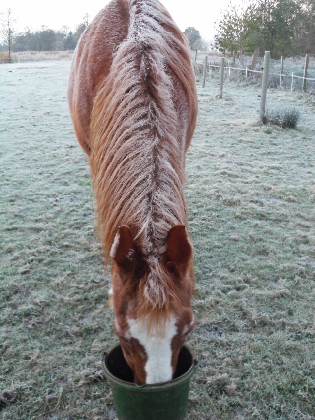 bachus-puderzucker-09-11-2016-e