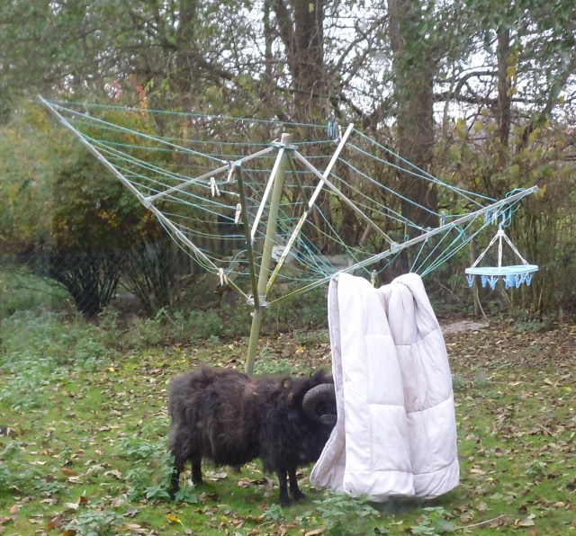 carsten-waeschespinne-04-11-2016-c