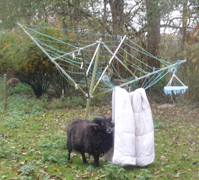 carsten-waeschespinne-04-11-2016-e