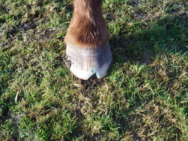 huf-miranda-23-11-2016-a