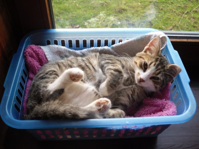 luzy-koerbchen-28-11-2016-a