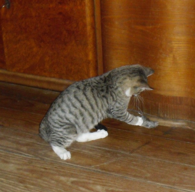 luzy-2-maus-03-12-2016-h