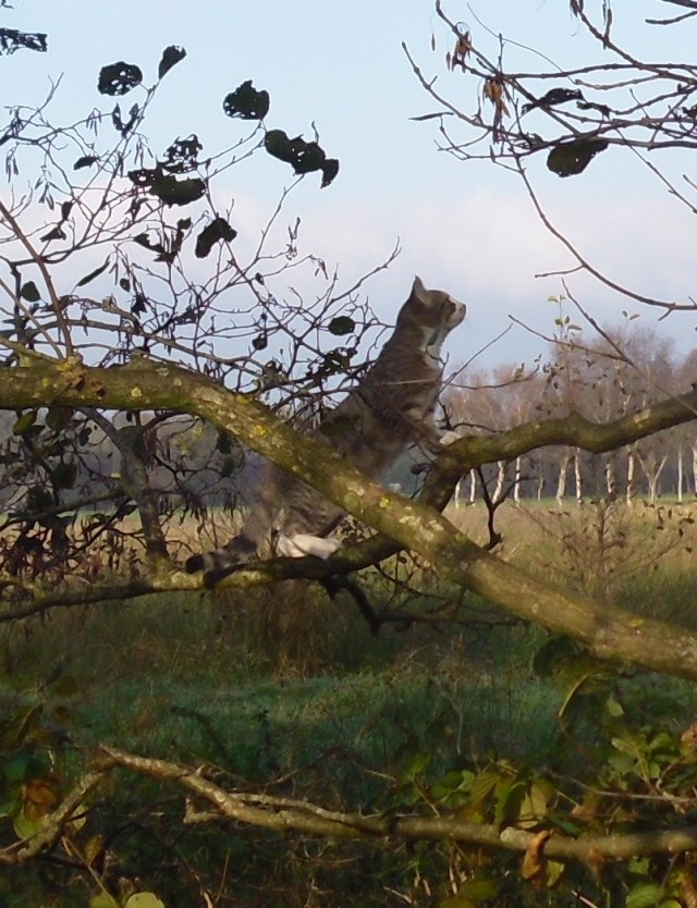 luzy-baum-09-11-2016-g