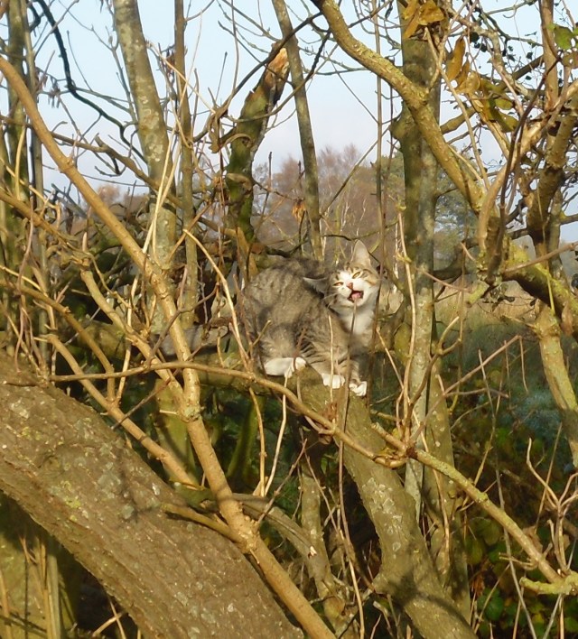 luzy-baum-09-11-2016-i