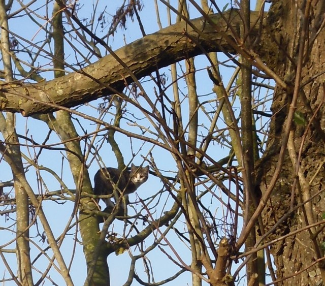 luzy-baum-09-11-2016-o