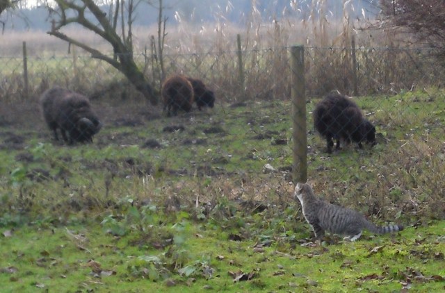 luzy-schafe-05-12-2016-a