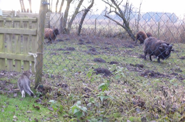 luzy-schafe-05-12-2016-b