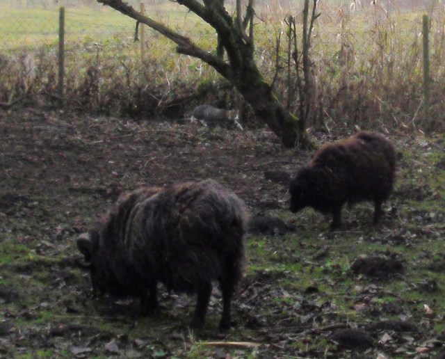 luzy-schafe-05-12-2016-f