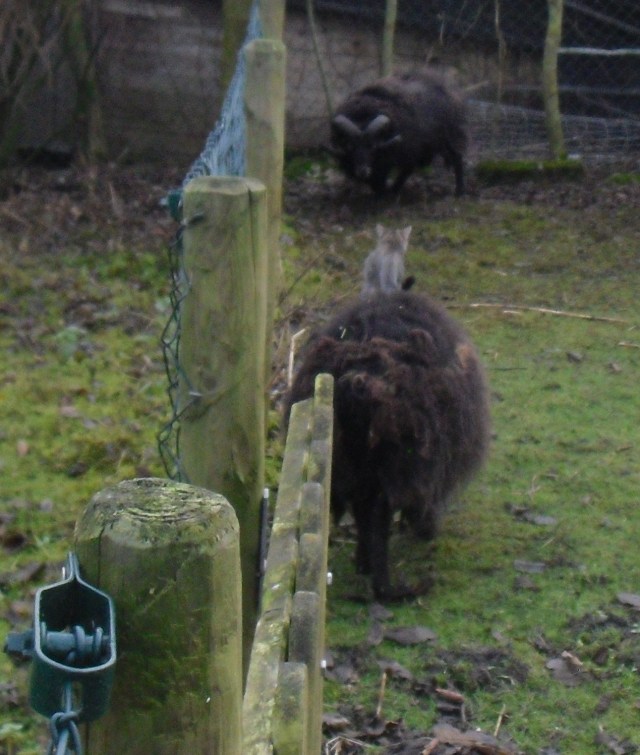 luzy-schafe-05-12-2016-i