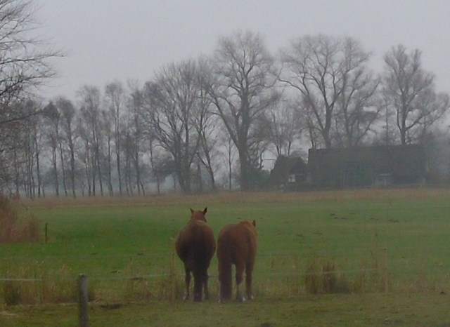 pferde-doesen-dez-2016-a