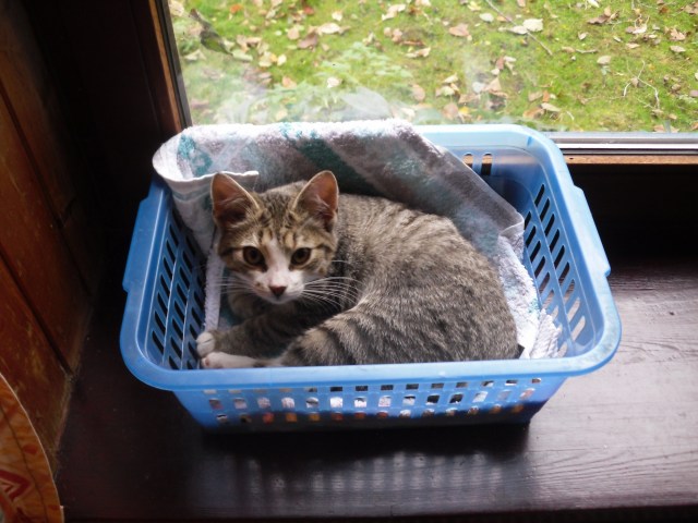 luzy-ablage-04-11-2016-a