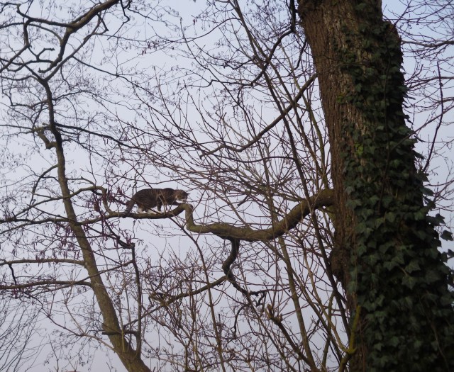 luzy-baum-23-01-2017-g