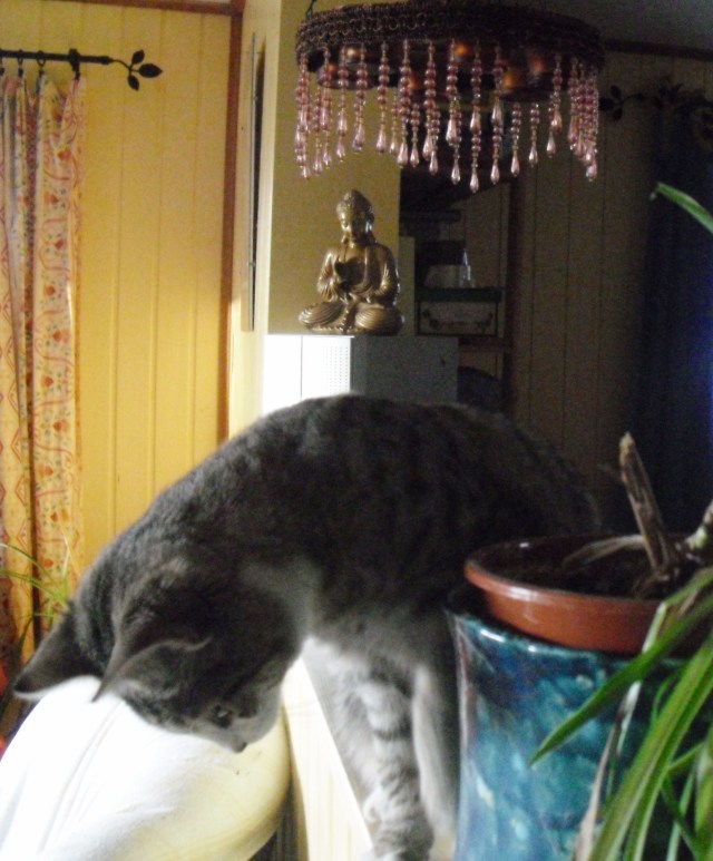 luzy-grunlilie-05-12-2016-m