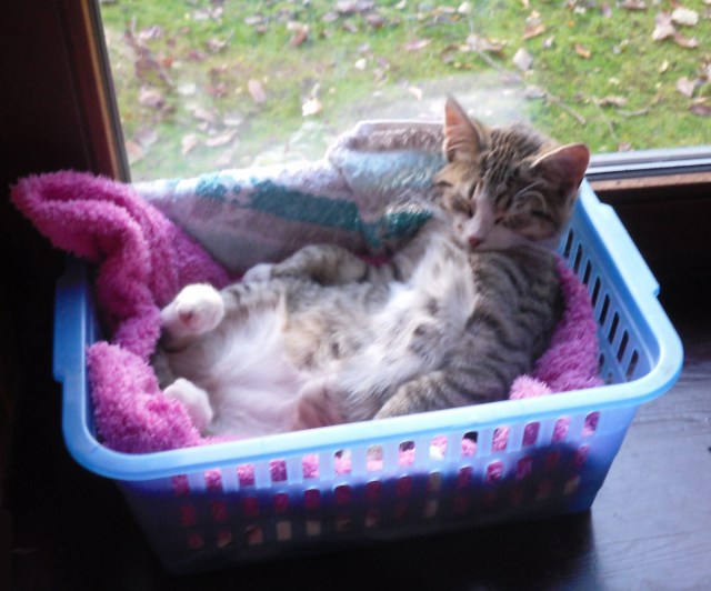 luzy-korbchen-08-11-2016-b