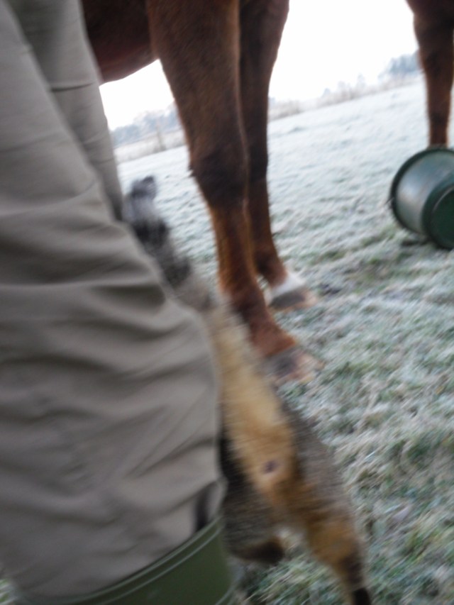 pferde-u-mary-09-11-2016