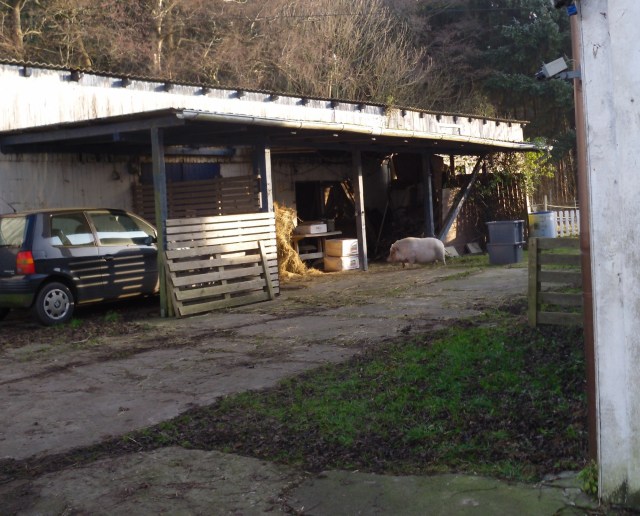 schwein-21-12-2016-a