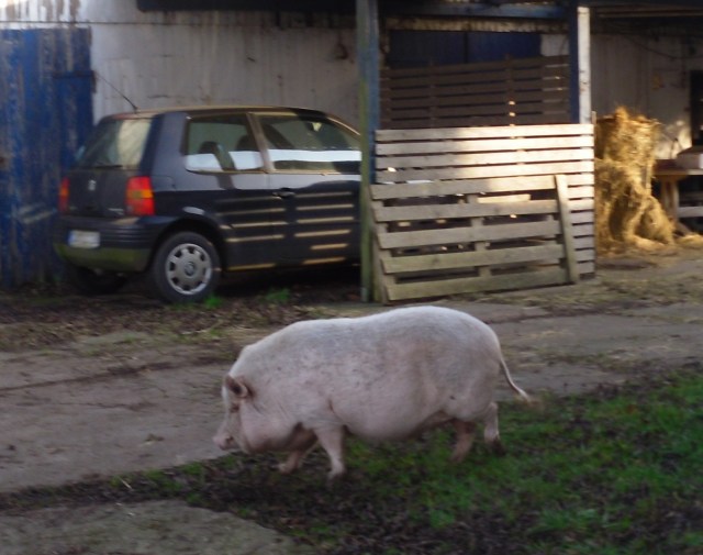 schwein-21-12-2016-k