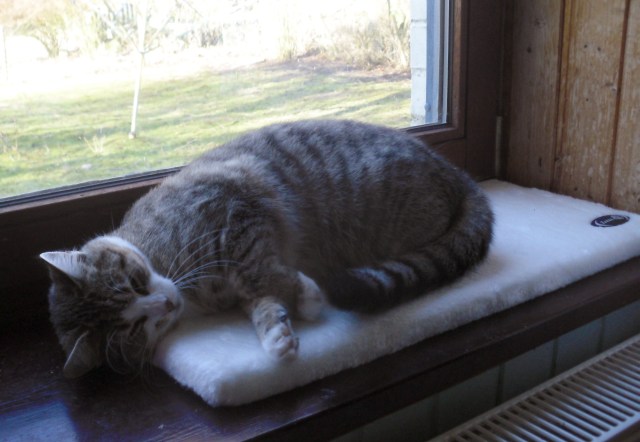 fensterliege-luzy-24-02-2017-a