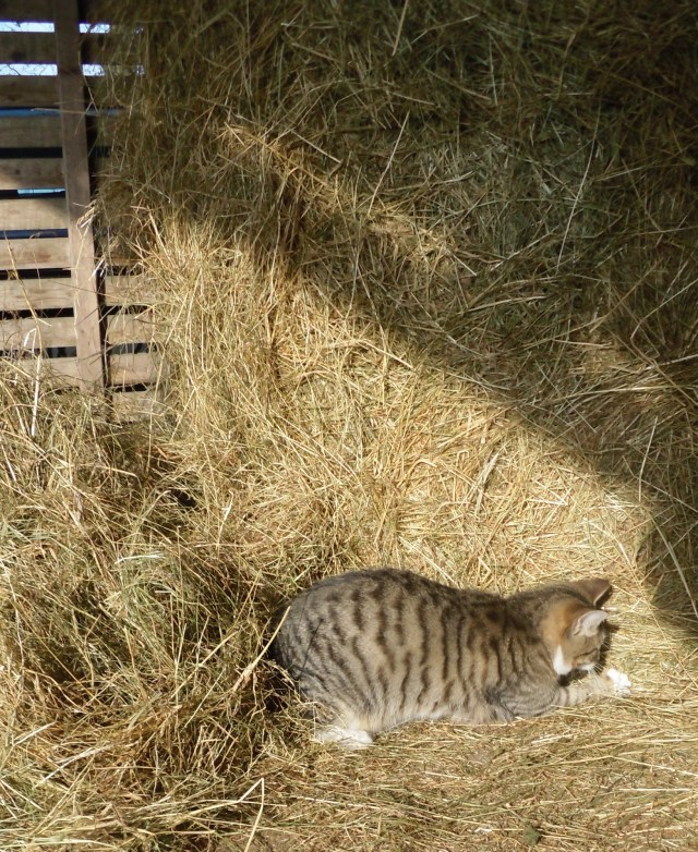 luzy-heu-02-02-2017-c