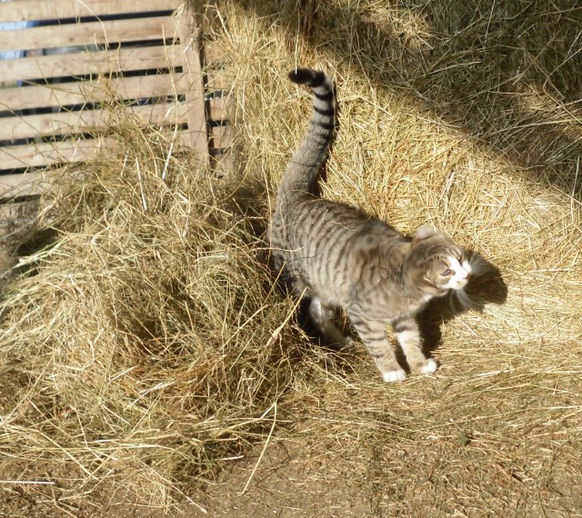 luzy-heu-02-02-2017-e